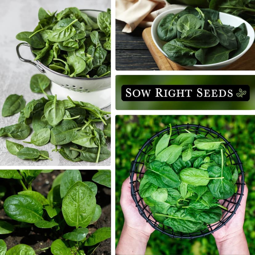 Sow Right Seeds - Bloomsdale Spinach Seeds for Planting - Non-GMO Heirloom Packet with Instructions to Plant and Grow an Outdoor Home Vegetable Garden - Vigorous Leafy Green - Super Nutritious (1)