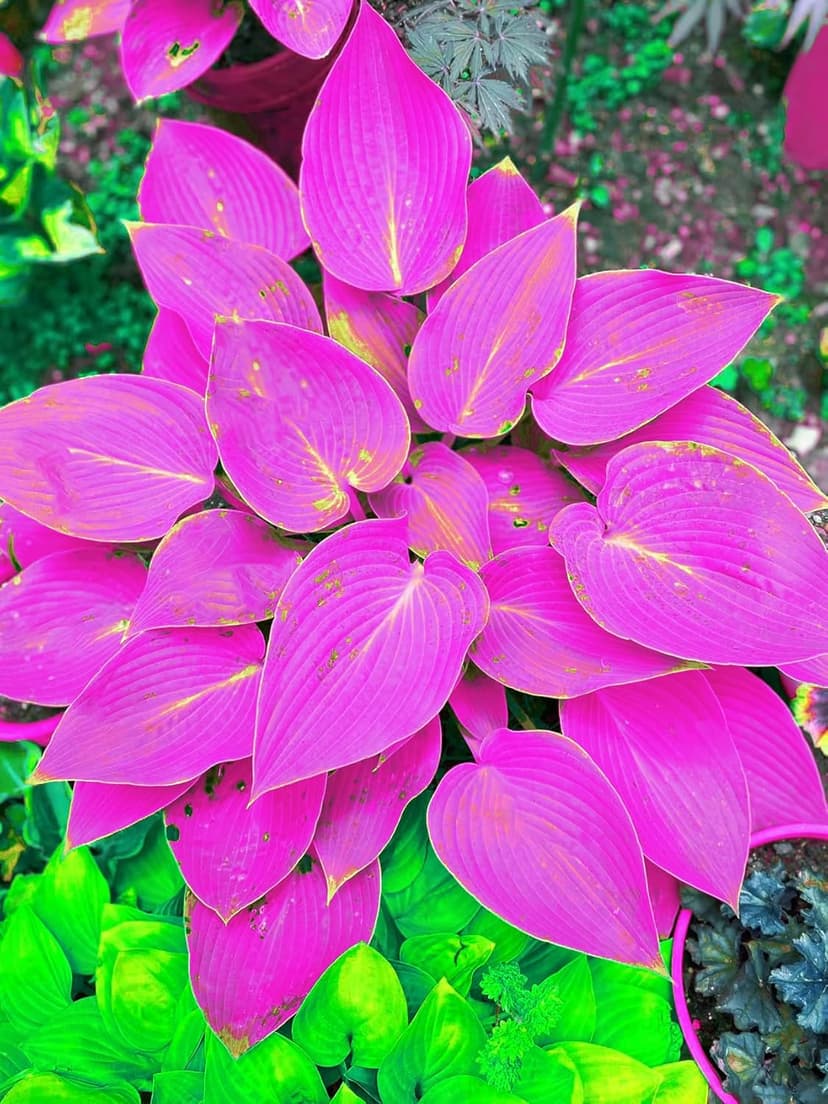 Mix 200+ Hosta Seeds (Shade-Tolerant Perennials) - Easy to Grow, Low Maintenance & High Ornamental Value for Gardens/Pots