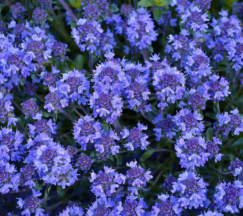 20000+ Mixed Creeping Thyme Seeds, Thymus Ground Cover Plant Seed for Outdoor Lawns Landscaping, Magic Red Purple Blue Carpet Seed for Planting, Perennial Flower for Garden Road - Non GMO Heirloom