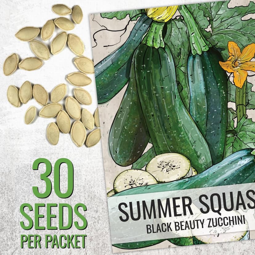 Seed Needs Zucchini Seeds for Planting Black Beauty Summer Squash - Non-GMO, Heirloom & Untreated - Prolific Yields of Delicious Zucchinis in a Home Grown Outdoor Vegetable Garden (1 Pack)