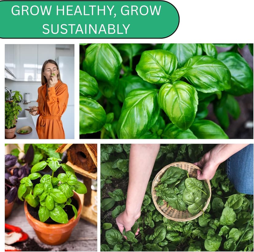 Italian Large Leaf Basil Seeds for Planting - Over 2,900 Heirloom Non-GMO Italian Basil Seeds - Beginner Friendly Seed for Planting Herbs at Home, Outdoors, Indoors or Hydroponics