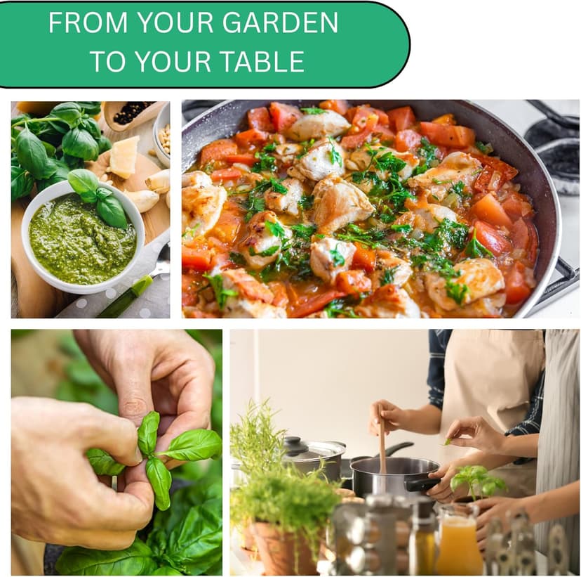 Italian Large Leaf Basil Seeds for Planting - Over 2,900 Heirloom Non-GMO Italian Basil Seeds - Beginner Friendly Seed for Planting Herbs at Home, Outdoors, Indoors or Hydroponics