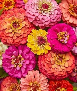 Burpee Cut & Come Again Zinnia Seeds 175 seeds