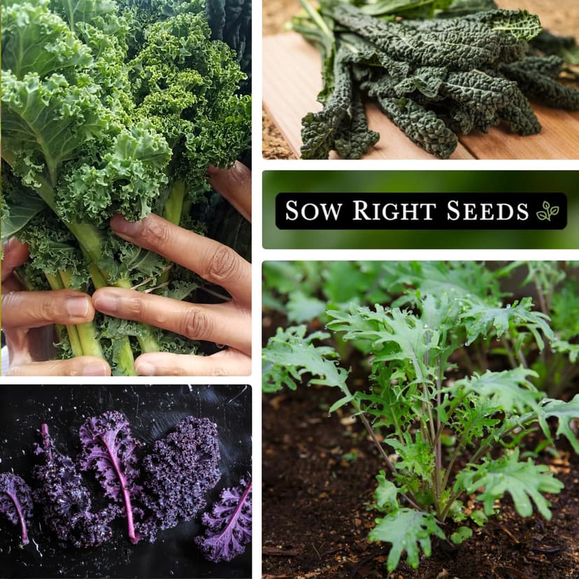 Sow Right Seeds - Kale Seed Collection for Planting - Non-GMO Heirloom Packet with Instructions to Plant and Grow a Home Vegetable Garden, Great Gardening Gift