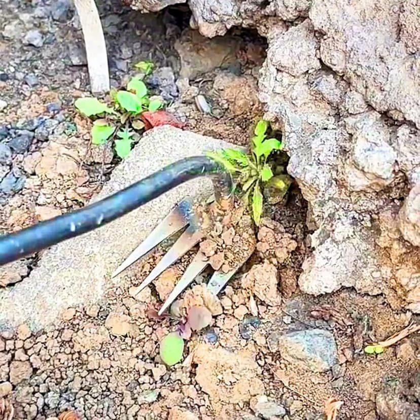 Everglowly Weeder, Everglowly Weed Removal Tool Long Handle, 4 Teeth Garden Weed Pulling Tool Uprooting Weeding Tool for Vegetable Garden Yard Planting (Large)