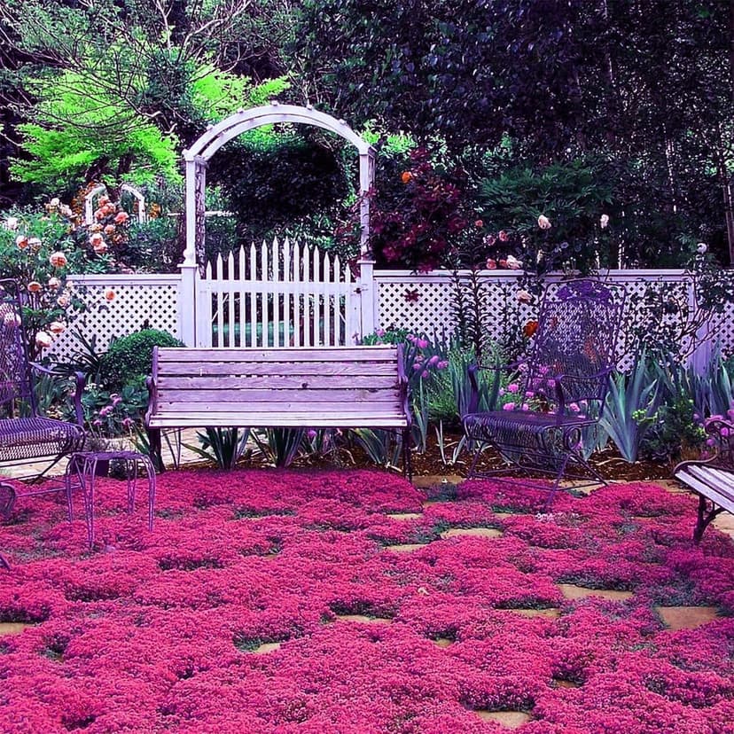1000+ Magic Pink Creeping Thyme Seeds for Planting Ground Cover Plants Heirloom Flowers Perennial Thyme Non-GMO Thymus Serpyllum Seed