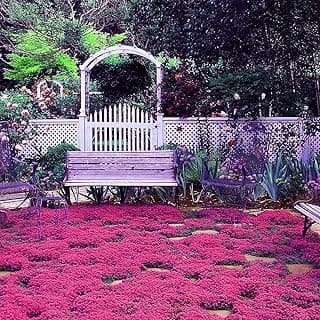 1000+ Magic Pink Creeping Thyme Seeds for Planting Ground Cover Plants Heirloom Flowers Perennial Thyme Non-GMO Thymus Serpyllum Seed