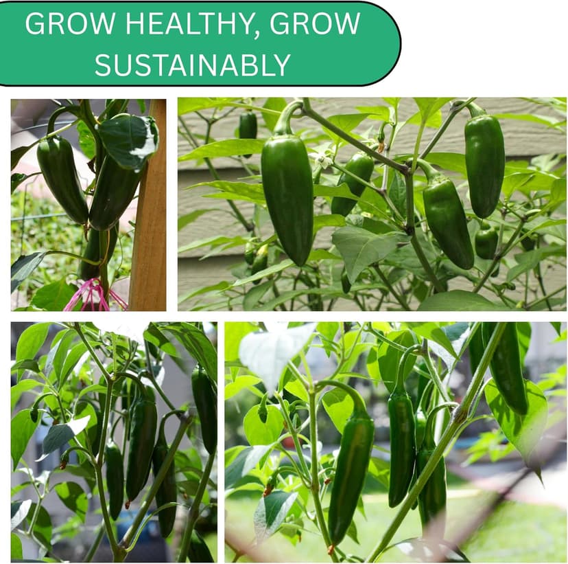 Jalapeño TAM Hot Pepper Seeds for Planting - Over 180 Heirloom Non-GMO Jalapeno Seeds for Planting - Beginner Friendly Jalapeno Pepper Seed Pack for Indoor, Outdoor & Home Garden
