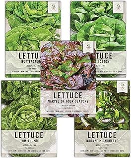 Seed Needs, Butterhead Lettuce Seeds for Planting (5 Lettuce Variety Pack/Seed Collection) Heirloom, Non-GMO & Untreated - Great for Hydroponics