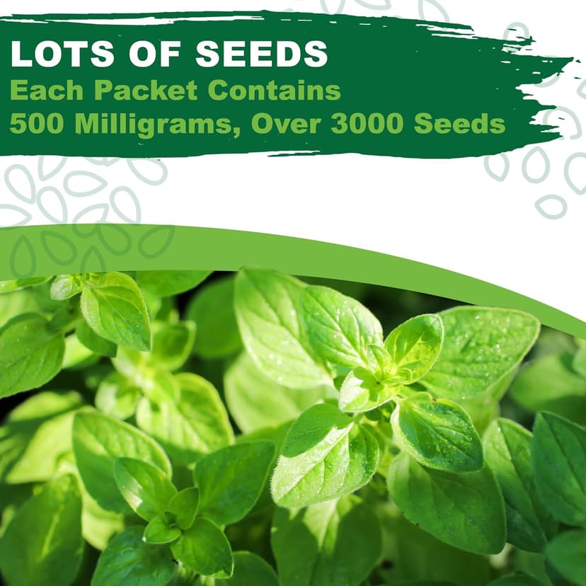 Oregano Seeds for Planting, 3000+ Non-GMO Heirloom Seeds, 500mg, Open Pollinated Perennial Herb, Origanum vulgare, for Indoor & Outdoor Gardens, Qty 1