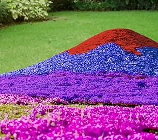 20000+ Mixed Creeping Thyme Seeds, Thymus Ground Cover Plant Seed for Outdoor Lawns Landscaping, Magic Red Purple Blue Carpet Seed for Planting, Perennial Flower for Garden Road - Non GMO Heirloom