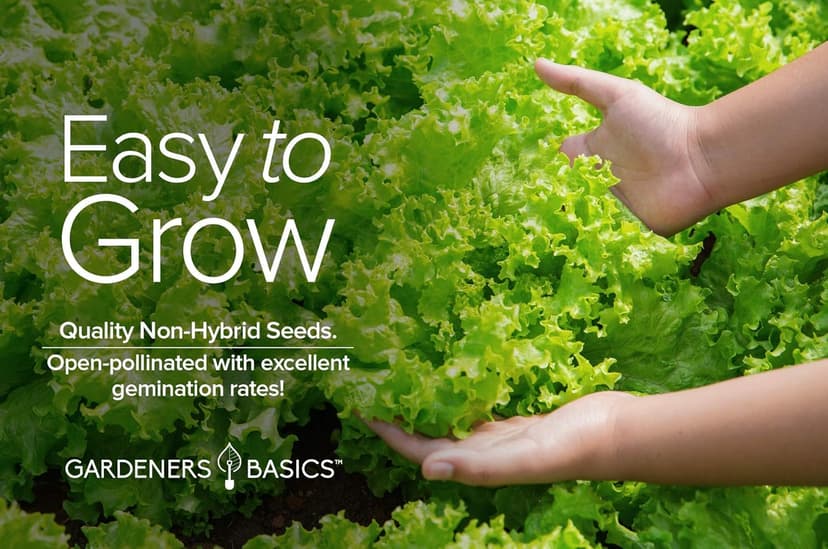 Gardeners Basics, Green Leaf Lettuce Seeds for Planting - (Black Seeded Simpson Variety) Heirloom, Non-GMO Lettuce Variety- 2 Grams Seed Great for Spring, Summer, Fall, Winter Garden and Hydroponics