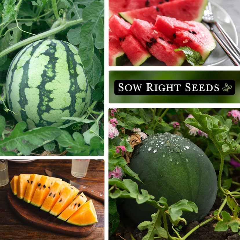 Sow Right Seeds - Watermelon Fruit Seeds Collection for Planting - Crimson Sweet, Allsweet, Sugar Baby, Tendersweet, and Orangeglo Melons - Non-GMO Heirloom Seeds to Plant a Home Vegetable Garden
