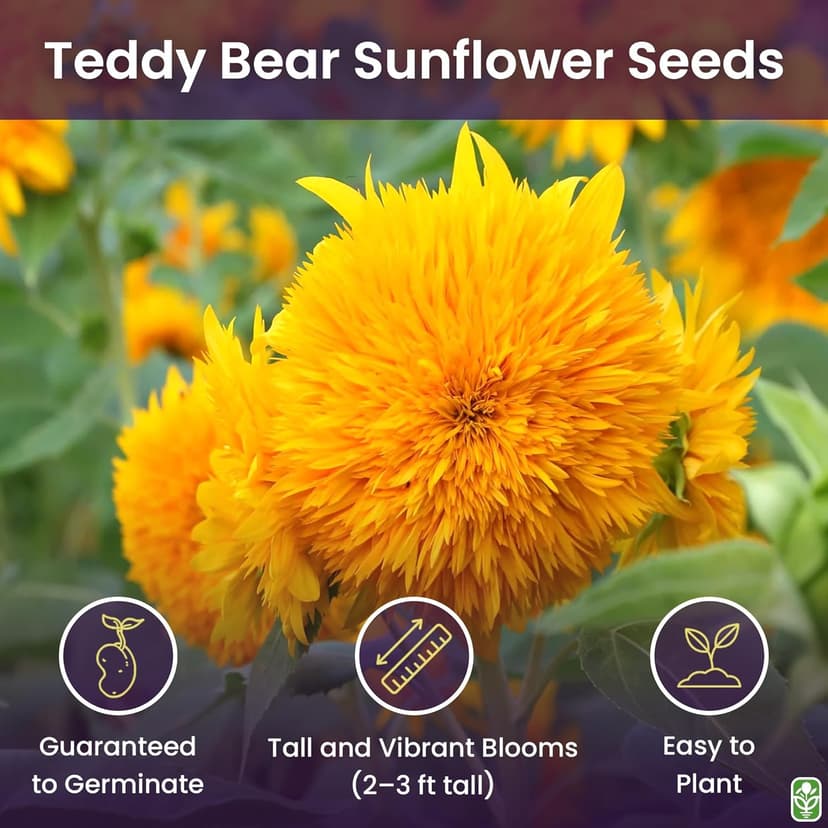 Teddy Bear Sunflower Seeds – 30+ Giant, Fluffy Blooms – Heirloom Flower Seeds for Outdoor Planting – Grows Up to 7’ Tall in Full Sun - Grown in The USA