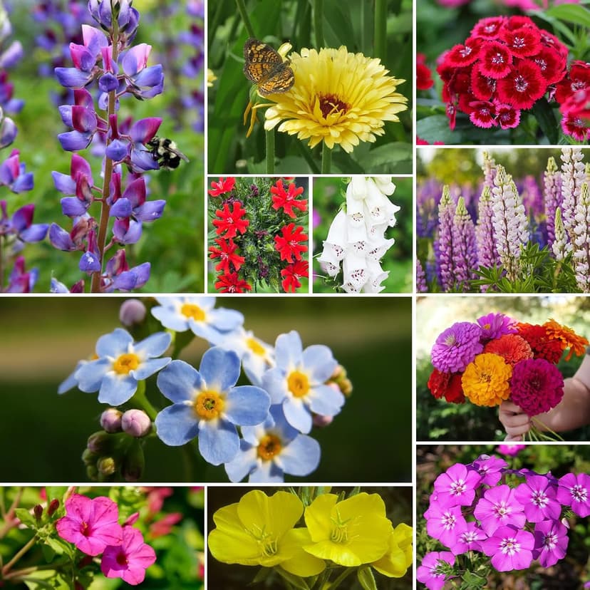 Wildflower Seeds Hummingbird and Butterfly Mix 1 Ounce, No Filler, 24 Varieties Flowers Seeds to Plant Outside, Annual Perennial, Bulk Resealable Package