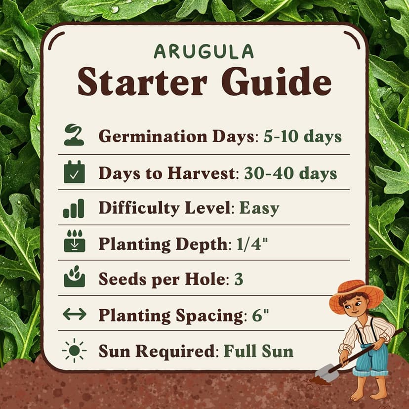 Organic Arugula 'Slow Bolt' Seeds for Planting Indoor and Outdoor, Non-GMO and USDA Certified Herb Seed Packet for Hydroponic Garden Indoor or Planting Outdoors (Slow Bolt Arugula)