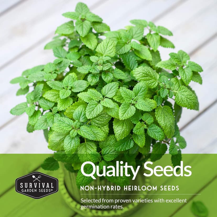 Survival Garden Seeds Herb Collection Seed Vault - Parsley, Cilantro, Basil, Lemon Balm, Dill - Non-GMO Heirloom Survival Garden Seeds for Planting - Grow Herbs Indoors Year Round