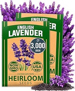 HOME GROWN 𝗣𝗥𝗘𝗠𝗜𝗨𝗠 English Lavender Seeds 2 Pack,3000 𝗡𝗢𝗡-𝗚𝗠𝗢,𝗨𝗦𝗔-𝗦𝗢𝗨𝗥𝗖𝗘𝗗 Wildflower Seed for Planting Indoor/Outdoor,High Germination,Plant Flower Seeds(Lavandula antustifolia)