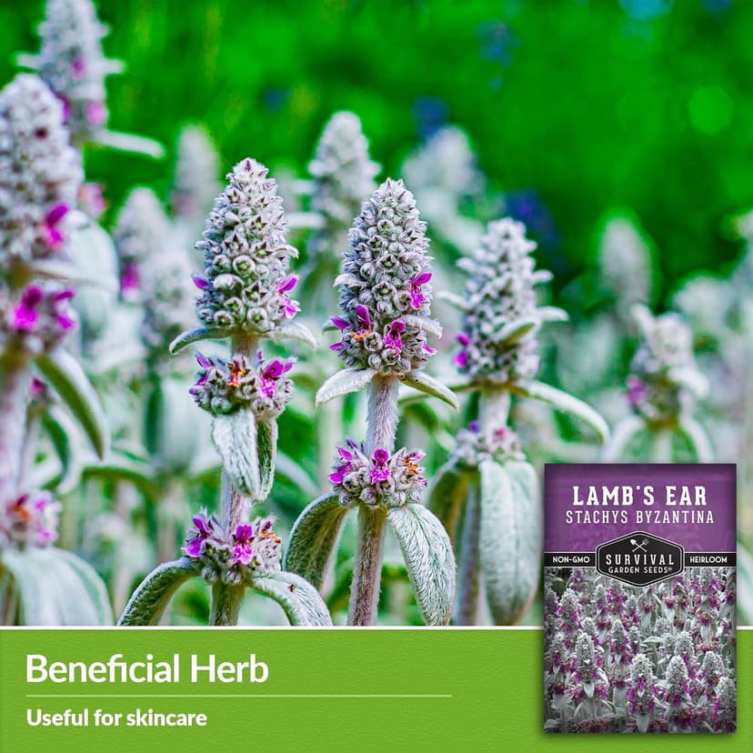 Lamb's Ear Seeds for Planting - 1 Packet with Instructions to Plant & Grow Lambs Ear Plant, Shade & Drought Tolerant Wooly Betony in Your Home Garden - Non-GMO Heirloom Variety - Survival Garden Seeds