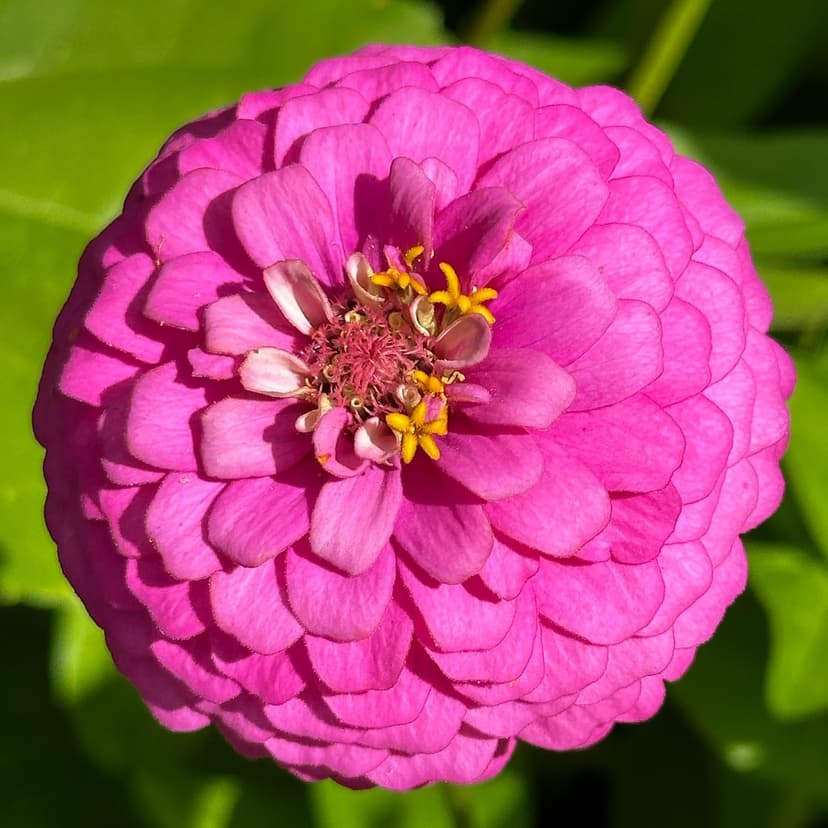 The Old Farmer's Almanac Zinnia Seeds (Dahlia Mix) - Approx 240 Flower Seeds - Non-GMO, Premium, Open Pollinated