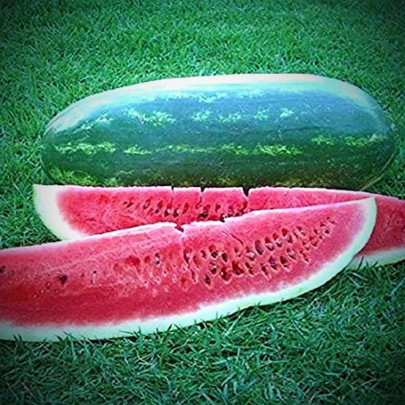 50 Congo Watermelon Seeds for Planting Heirloom and Non GMO 7 Grams of Seeds Garden Vegetable Bulk Survival Zones 3-12, green