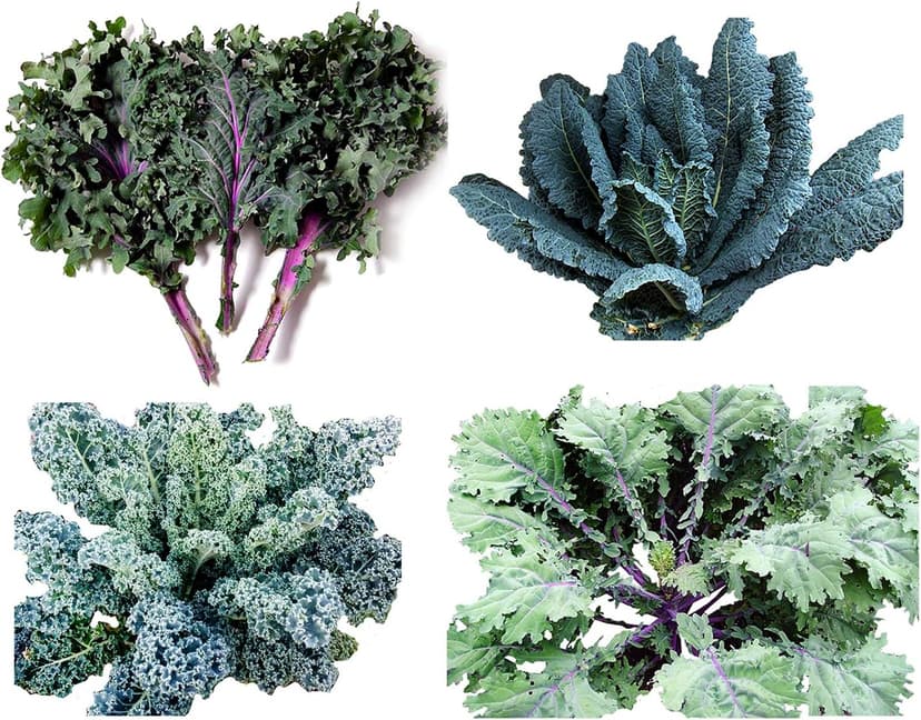 1000 Kale Mixed Seeds, This is a Mix Dwarf Blue Curled, Lacinato Dinosaur, Siberian Dwarf, Russian Red, Heirloom Non-GMO USA Grown