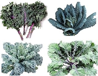 1000 Kale Mixed Seeds, This is a Mix Dwarf Blue Curled, Lacinato Dinosaur, Siberian Dwarf, Russian Red, Heirloom Non-GMO USA Grown