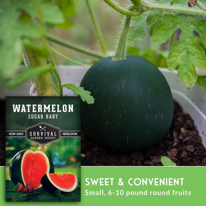 Survival Garden Seeds Sugar Baby Watermelon Seed for Planting - 1 Packet with Instructions to Plant and Grow Little Round Watermelons in Your Home Vegetable Garden - Non-GMO Heirloom Variety