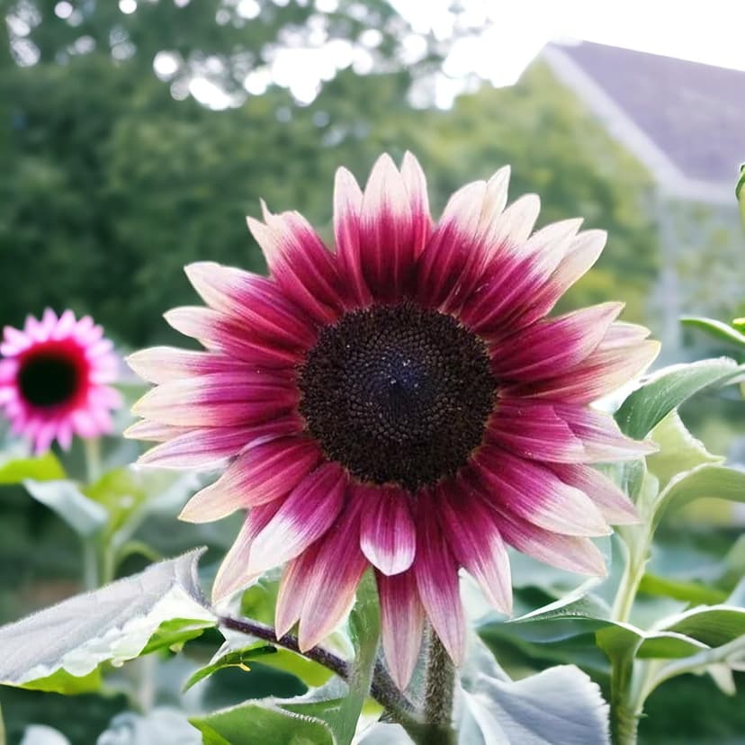 50pcs Rare Strawberry Pink Sunflower Seeds - Non-GMO Heirloom Variety for Your Unique Garden