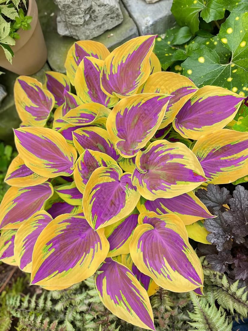 Mix 200+ Hosta Seeds (Shade-Tolerant Perennials) - Easy to Grow, Low Maintenance & High Ornamental Value for Gardens/Pots