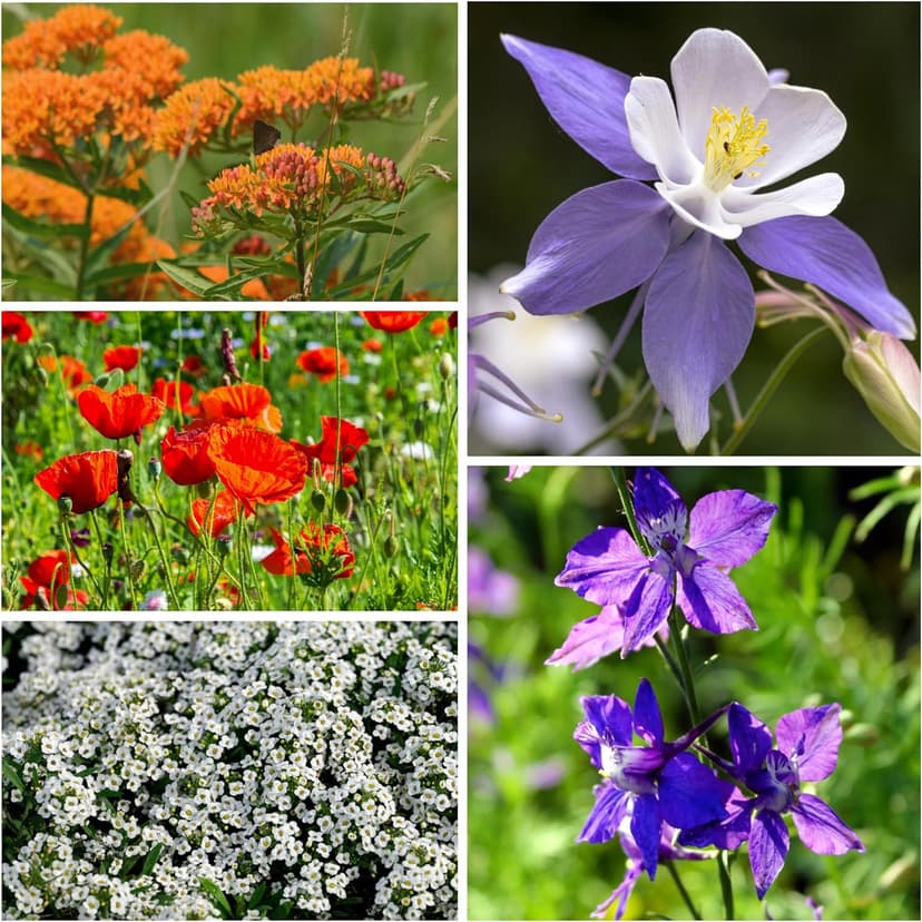 Seed Needs Flower Seeds Hummingbird and Butterfly Seed Mix 1 Ounce No Filler | 23 Varieties Garden Seeds Annual & Perennial Species | Pollinator Attracting Flowering Seed | Bulk Resealable Package
