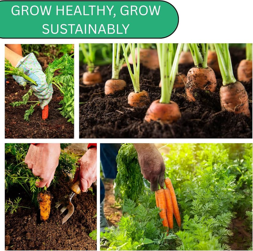 Imperator 58 Carrot Seeds for Planting - Over 1,000 Heirloom Carrot Seed Pack - Non-GMO Carrots Seeds for Planting Outdoors or Indoors - Beginner Friendly Vegetable Gardening