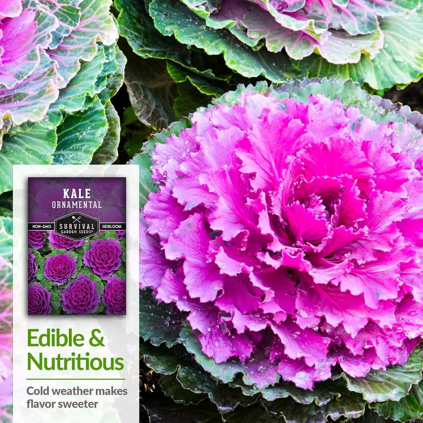 Ornamental Kale Seed for Planting - 1 Packet with Instructions for Growing Ornamental Flowering Kale Plants in Your Home Vegetable Garden - Non-GMO Heirloom Variety - Survival Garden Seeds