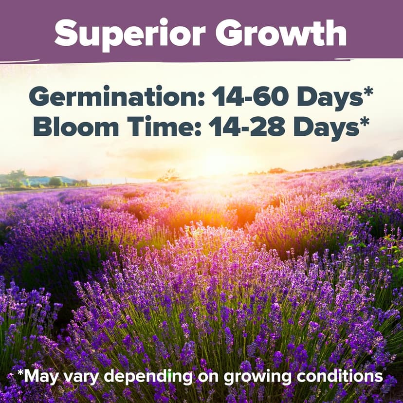 HOME GROWN 𝗣𝗥𝗘𝗠𝗜𝗨𝗠 English Lavender Seeds 2 Pack,3000 𝗡𝗢𝗡-𝗚𝗠𝗢,𝗨𝗦𝗔-𝗦𝗢𝗨𝗥𝗖𝗘𝗗 Wildflower Seed for Planting Indoor/Outdoor,High Germination,Plant Flower Seeds(Lavandula antustifolia)