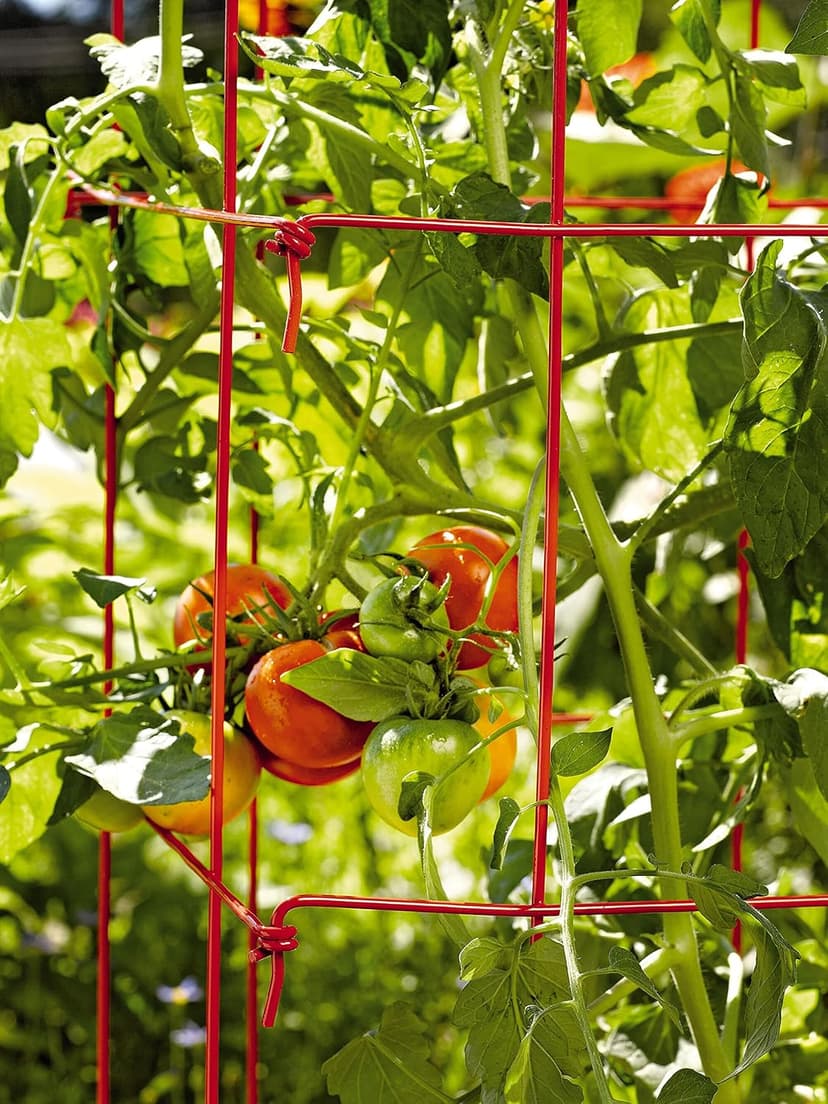 Gardener’s Supply Company Extra Tall Heavy-Guage Square Tomato Cages | Easy Fold Plant Supports & Vegetable Garden Stakes | 14.25" x 14.25" x 65" - Red (Set of 2)