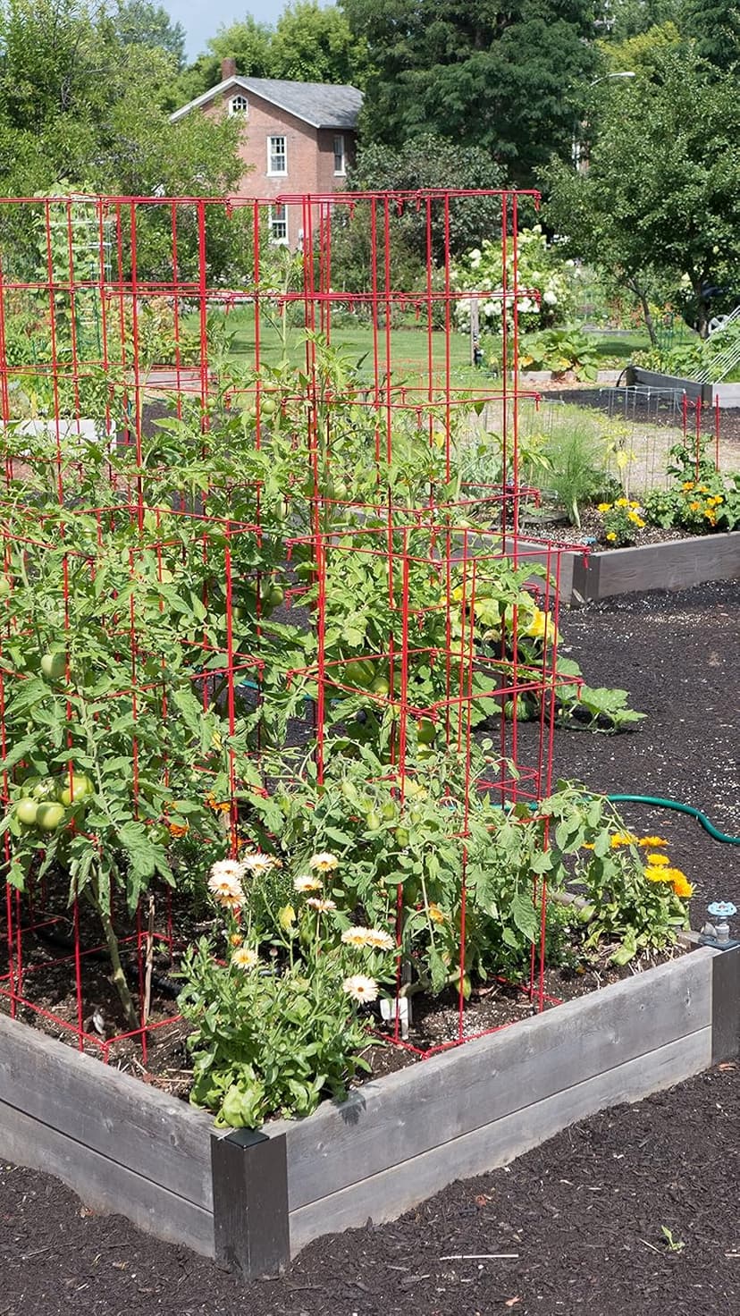 Gardener’s Supply Company Extra Tall Heavy-Guage Square Tomato Cages | Easy Fold Plant Supports & Vegetable Garden Stakes | 14.25" x 14.25" x 65" - Red (Set of 2)