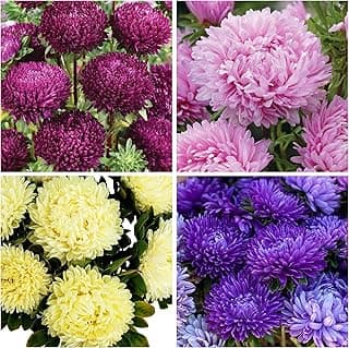 1000+ Perennial Aster Flower Seeds for Planting Outdoors-Powderpuff Mix Non-GMO Attracts Bees&Butterflies Fragrant Butterfly