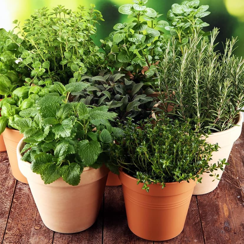 15,000+ Herb Seeds for Planting, 13 Varieties Heirloom Culinary Herb Seeds Gift Pack, Non-GMO Herb Seed Garden Kit for Indoor Outdoor Growing, Home Hydroponic Fresh Food Herb Supply