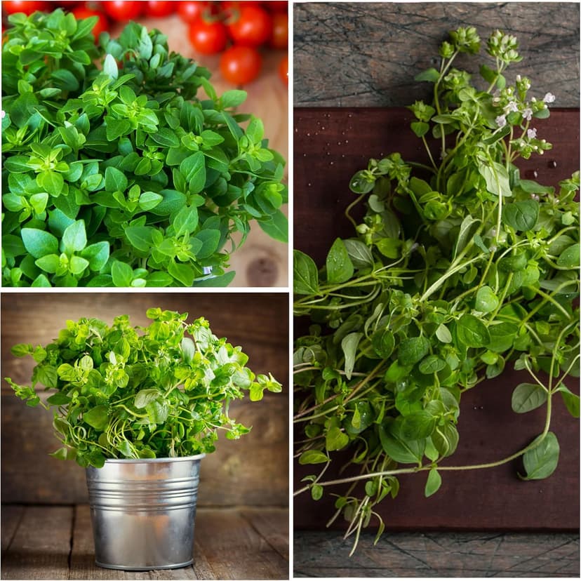 Seed Needs Oregano Seeds for Planting Italian Herbs - Non-GMO, Heirloom & Untreated Culinary Herb - Grow Indoors or Outdoors for a Kitchen Garden (1 Pack)