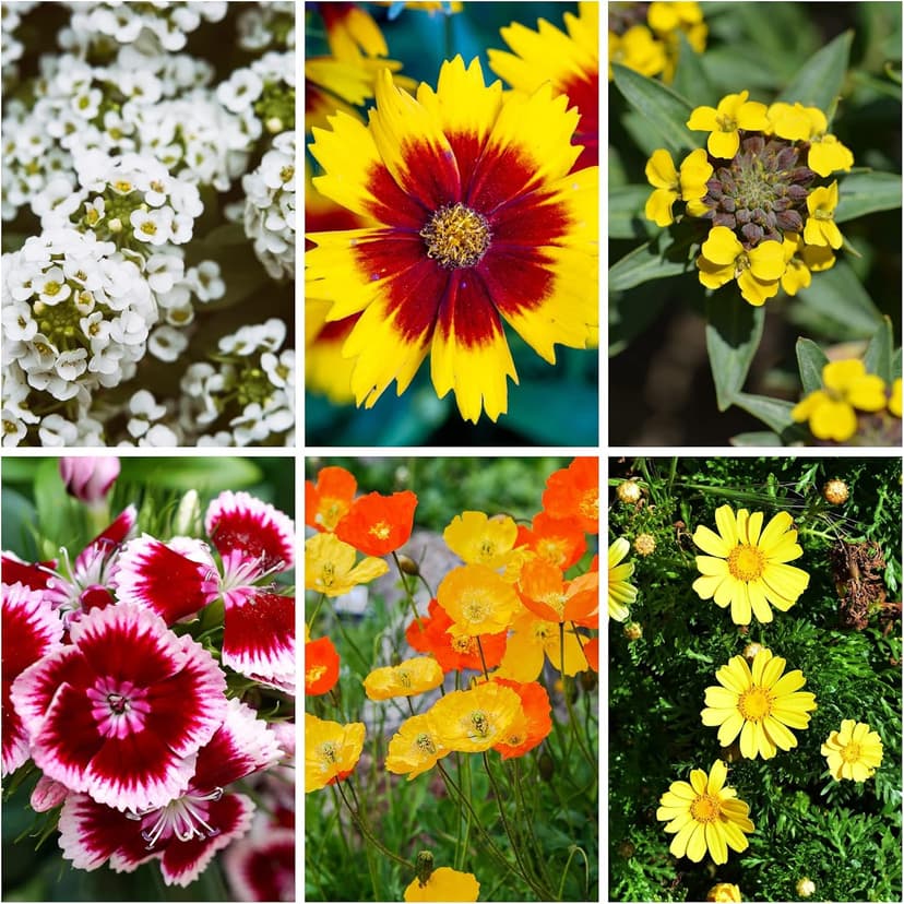 Wildflower Seeds Bulk, 2 Oz. 80,000+ Seeds, Drought-Tolerant Wildflower Mix, 20 Varieties of Drought-Tolerant Wildflower Seeds, Drought-Resistant Wildflower Seeds, Dryland Pollinators Flowers Seeds