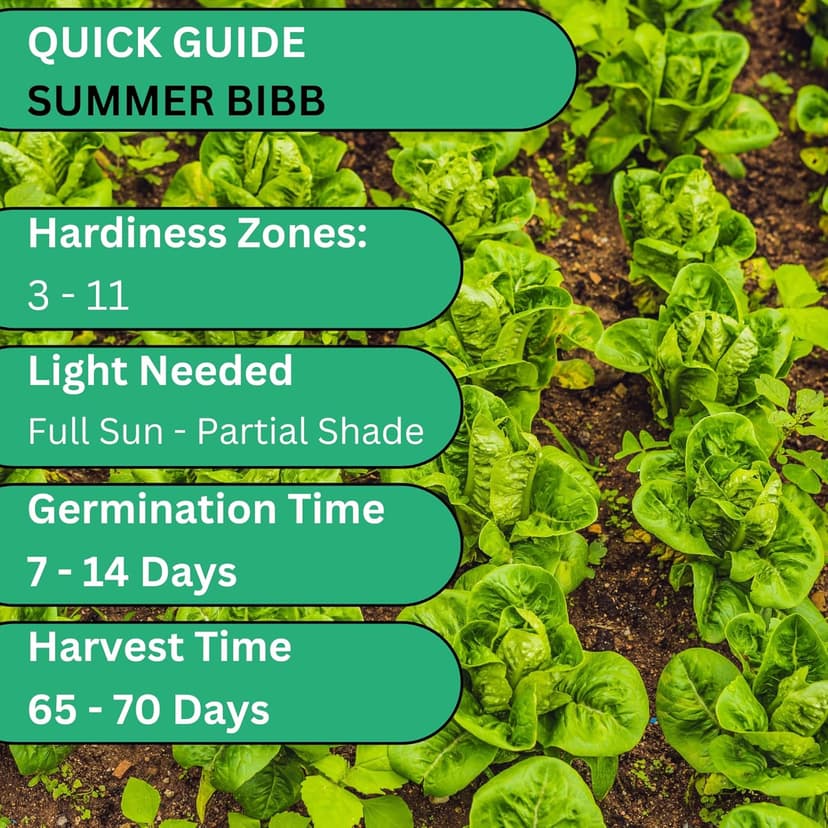 Summer Bibb Heirloom Lettuce Seeds for Planting - Over 2,700 Non-GMO Seed Pack for Growing Indoors, Outdoors, or as Hydroponic Seeds - Beginner-Friendly Green Leaf Lettuce Seed