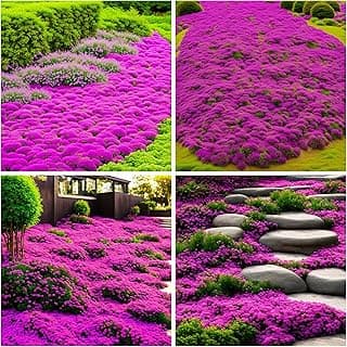 15000+ Creeping Thyme Ground Cover Seeds for Planting - Magic Perennial Flower Landscaping Seeds Heirloom Non-GMO Thymus Serpyllum Seeds for Garden