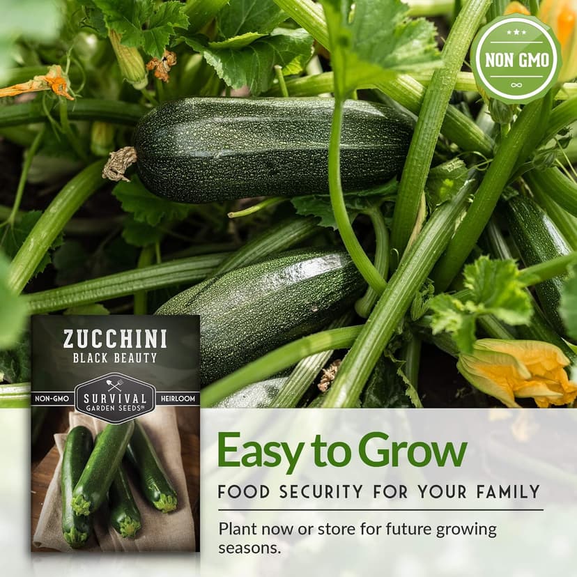 Survival Garden Seeds - Black Beauty Zucchini Seed for Planting - 1 Pack with Instructions to Plant & Grow Dark Green Summer Squash Plants in Your Home Vegetable Garden - Non-GMO Heirloom Variety