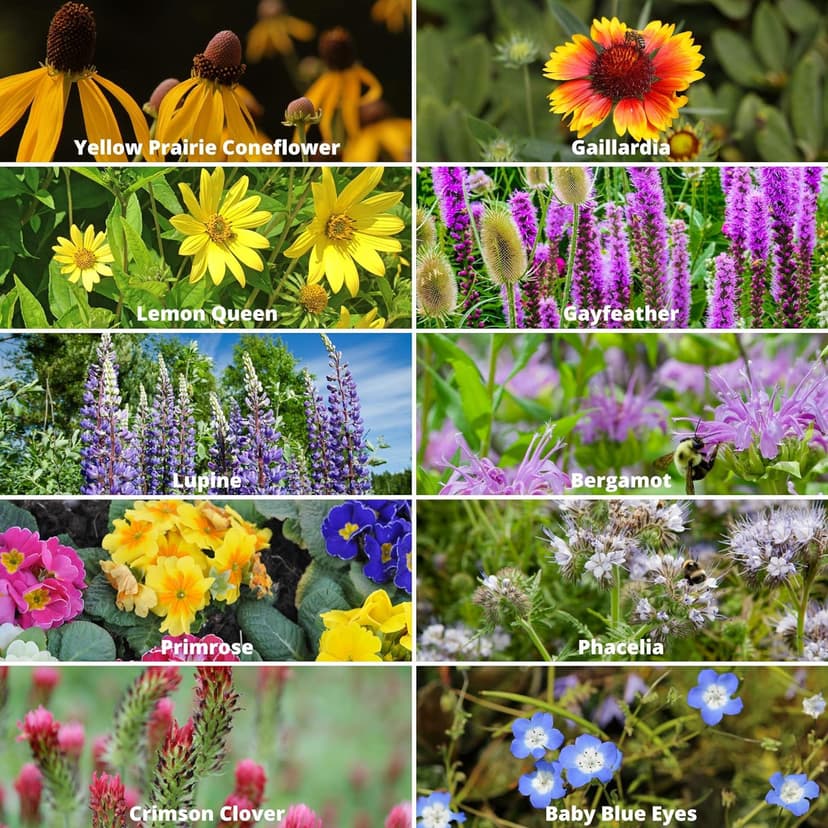 Wildflower Seeds Bulk, 2 Oz. 80,000+Seeds, Save the Bees Wild Flowers Seeds Mix-19 Non-GMO Varieties of Wildflower Seeds for Bees-Bee Friendly Wildflower Seeds-Pollinator Wildflower Seeds for Planting