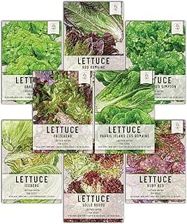 Seed Needs, Lettuce Seeds Variety Pack (Lettuce Lovers Collection) Iceberg, Red Romaine, Parris Island COS, Lollo Rosso, Ruby Red, Oakleaf, Black Seeded Simpson & Prizehead