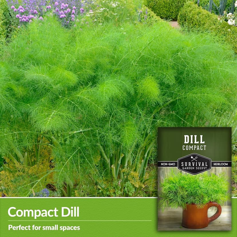 Survival Garden Seeds Compact Dill for Planting - 1 Seed Packet with Instructions to Plant & Grow Container Sized Dwarf Dill Herb Plants in Your Home Garden - Non-GMO Heirloom Variety