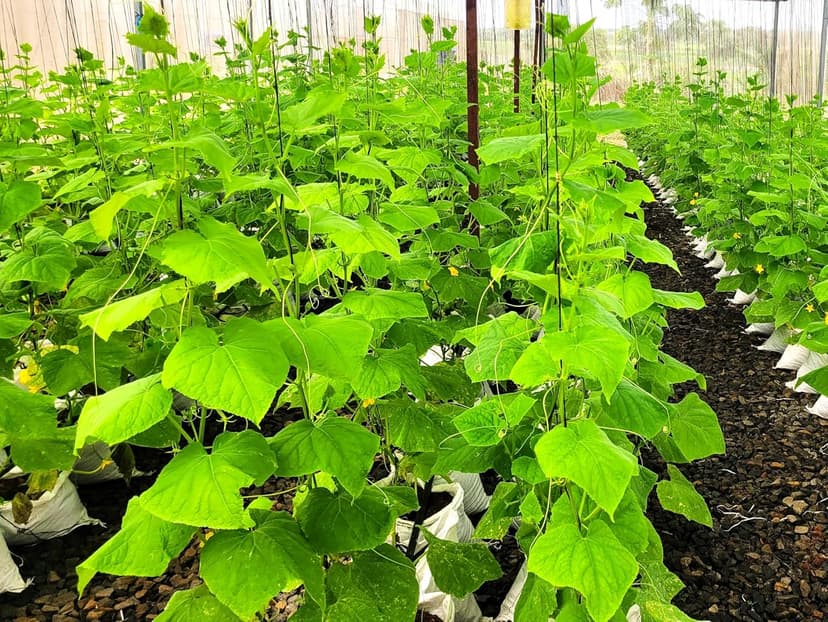English Telegraph Burpless Cucumber (English Cucumber) Seeds - 30+ Count - for 2025 Planting Hothouse Cucumbers Crisp European Near-Seedless Long Heirloom Vegetable Grow Your Own Home