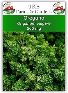 Oregano Seeds for Planting, 3000+ Non-GMO Heirloom Seeds, 500mg, Open Pollinated Perennial Herb, Origanum vulgare, for Indoor & Outdoor Gardens, Qty 1