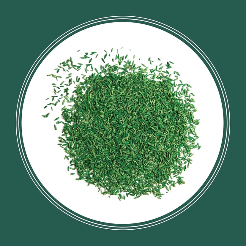 Pennington Smart Seed Sun and Shade Grass Mix 7 lb