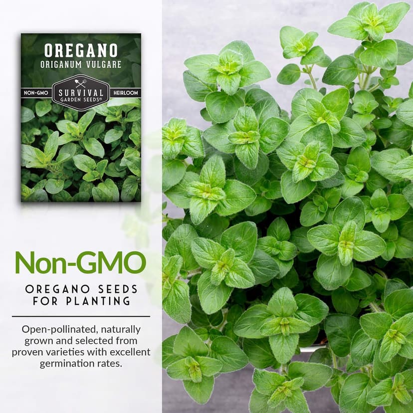 1 Pack Oregano Seed for Planting - Packet with Instructions to Grow in Origanum Vulgare Herbs Your Home Vegetable Garden - Non-GMO Heirloom Variety - Survival Garden Seeds